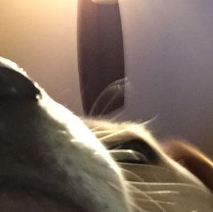 Meet your Posher, Rocky